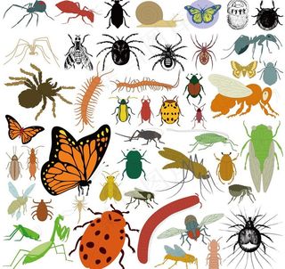 蜘蛛蝴蝶昆虫知了图片