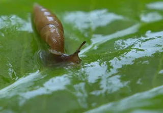 蜗牛图片