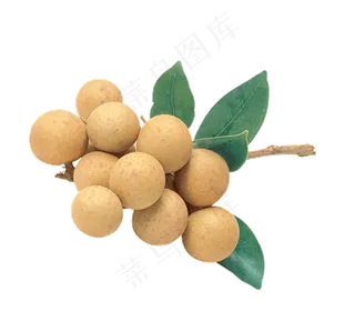 卡通实物水果龙眼桂圆海报png素材...