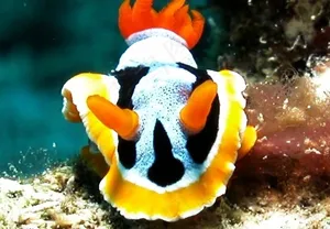 海底世界图片
