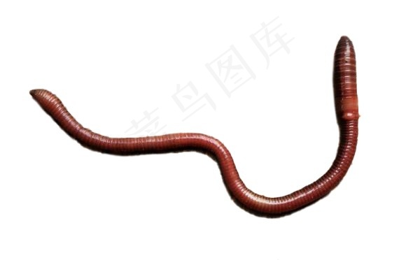 蚯蚓免抠素材PSD分层