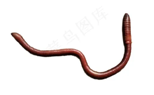 蚯蚓免抠素材PSD分层