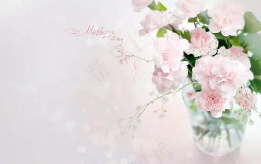 母亲节粉色康乃馨 母亲节粉色康乃馨