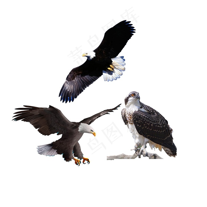 鹰 免抠素材PSD分层