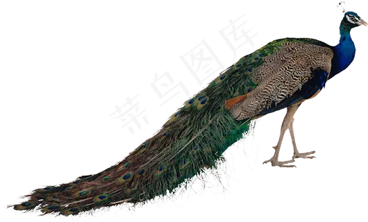 唯美孔雀免扣图素材