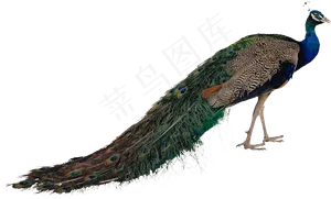 唯美孔雀免扣图素材