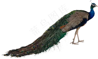 唯美孔雀免扣图素材