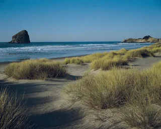 海滩边的草丛图片