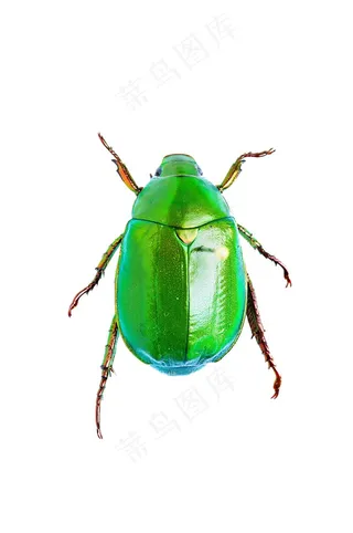 金龟甲免抠素材PSD分层