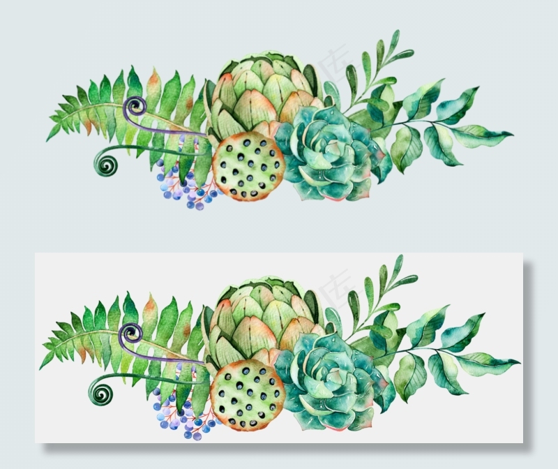 多肉植物莲蓬水彩高清PNG
