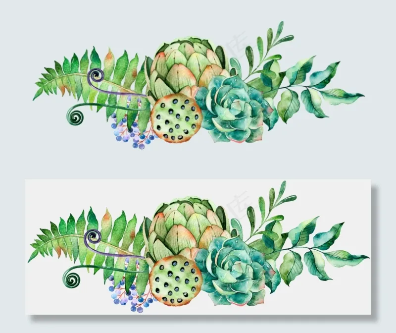多肉植物莲蓬水彩高清PNG