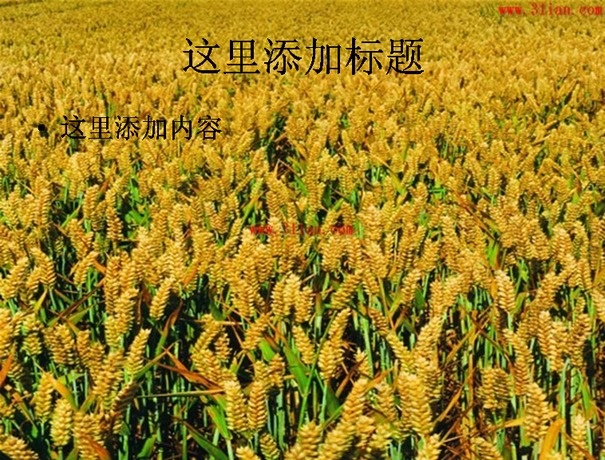 金色的麦田