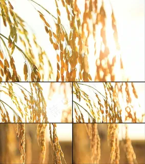 金色稻穗小麦特写视频素材 金色稻穗小麦特写视频素材