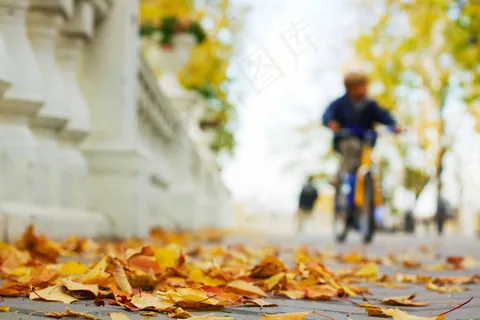 道路上的黄叶 道路上的黄叶
