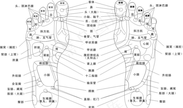 脚部穴位图图片cdr矢量模版下载