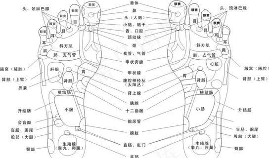 脚部穴位图图片