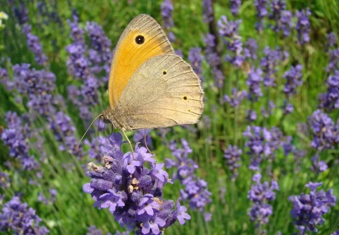 薰衣草农场图片
