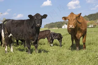 草地上的牛群图片