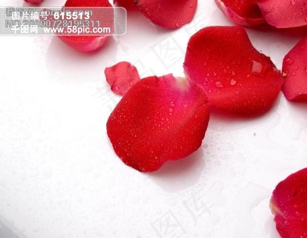 超大 高清 红玫瑰 多花瓣 露珠