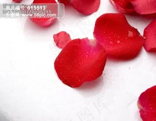 超大 高清 红玫瑰 多花瓣 露珠