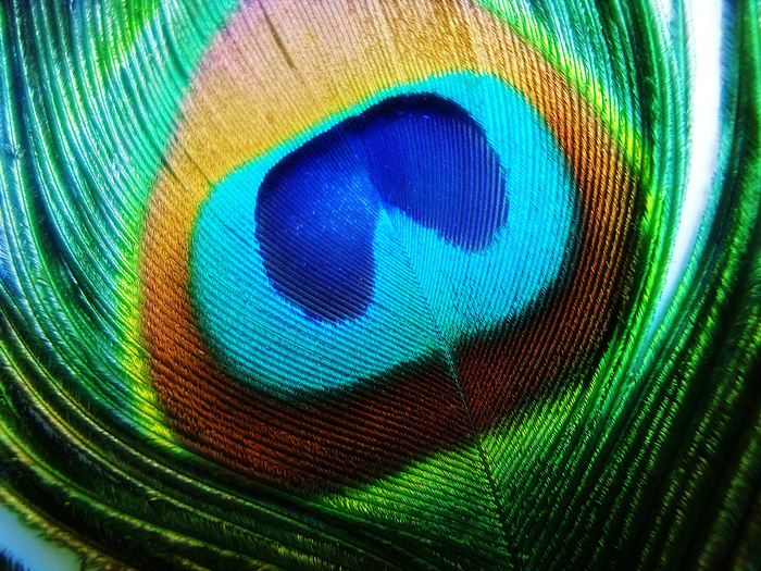 孔雀羽毛的特写