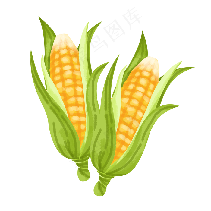 黄色的玉米手绘插画黄色的玉米手绘插画