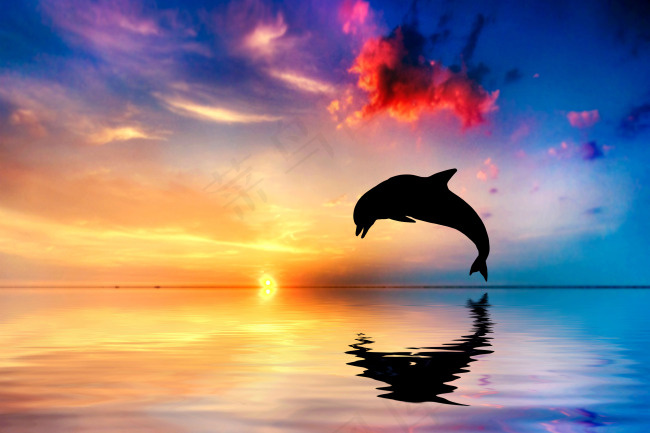 夕阳海豚