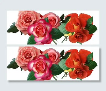 精美红色玫瑰图片