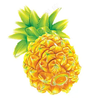 菠萝素材
