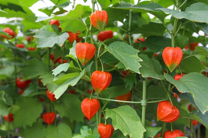 花朵自然鲜花绿叶背景自然风景壁纸素...