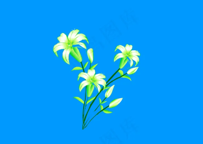 白色鲜花