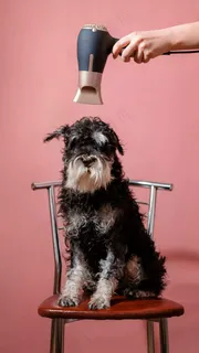 电吹风和狗狗高清摄影图片