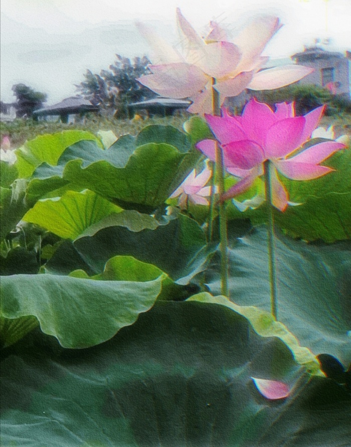 绿色油画风荷花海报