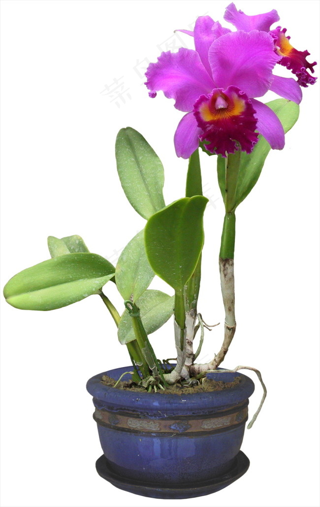 紫色花psd素材psd模版下载