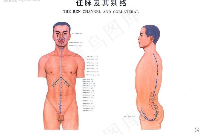 中医经络图（全套）－任脉图片