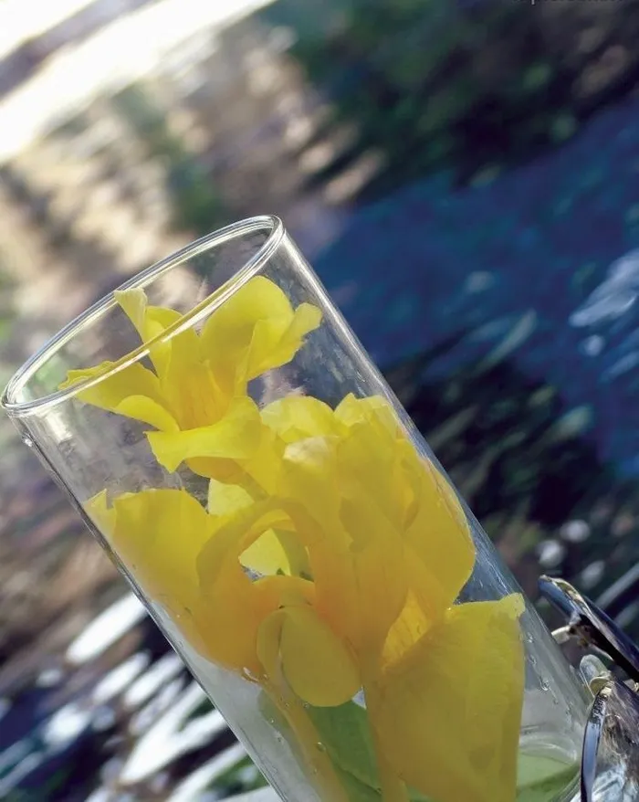杯子里的郁金香图片