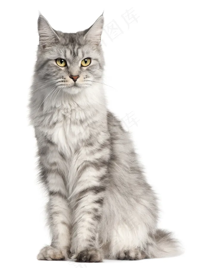 可爱宠物猫咪图片