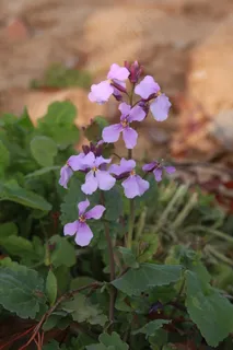 二月兰   诸葛菜