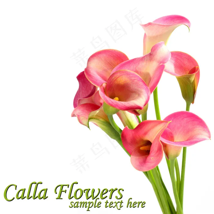 美丽春天鲜花