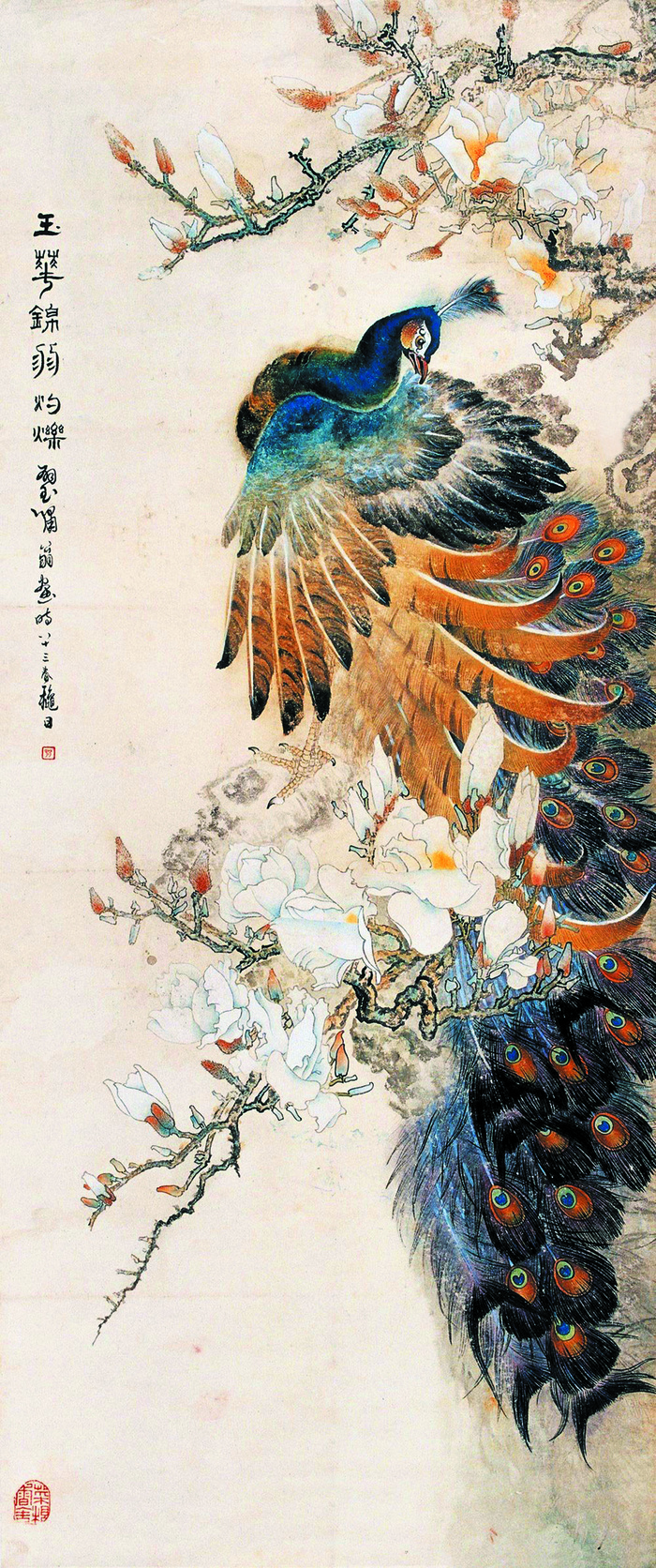 玉兰锦羽图片