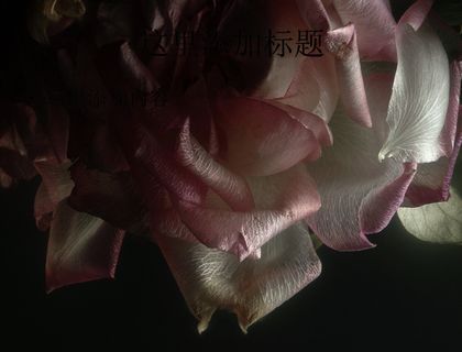 玫瑰植物摄影(5)