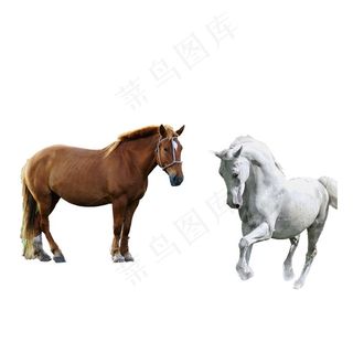 马 免抠素材 PSD分层