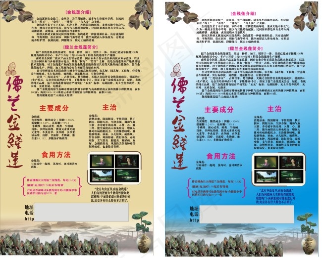 金线莲素材