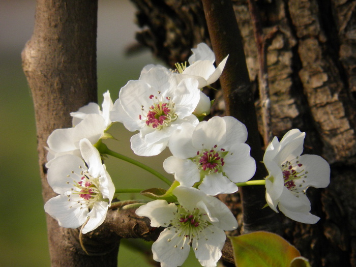 春天 梨花 花朵写真 高清