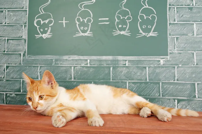 躺着的小猫