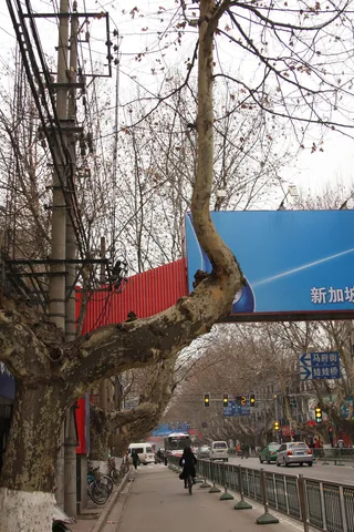 街边的梧桐树图片