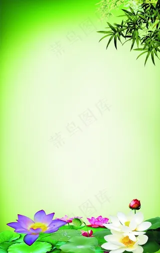 荷花底图图片