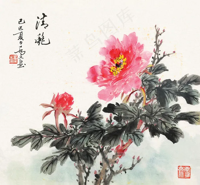 牡丹图片