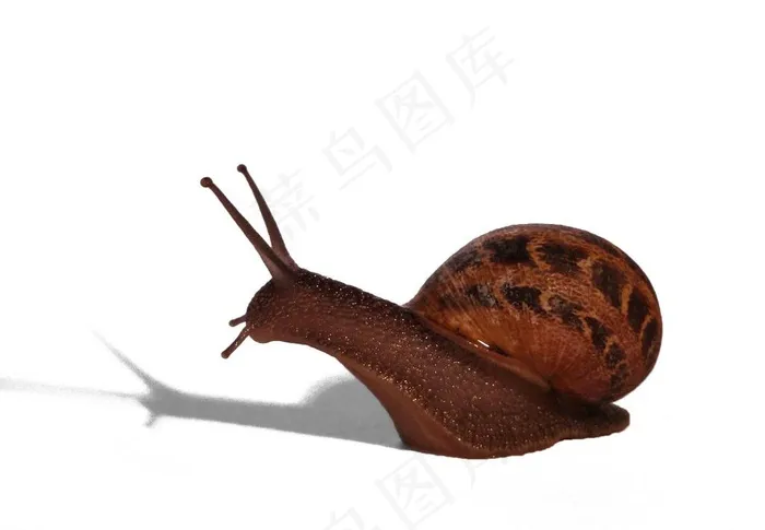科学蜗牛图图片