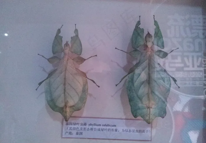 竹节虫标本图片